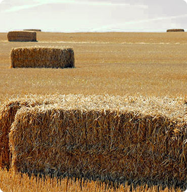 Vente de paille